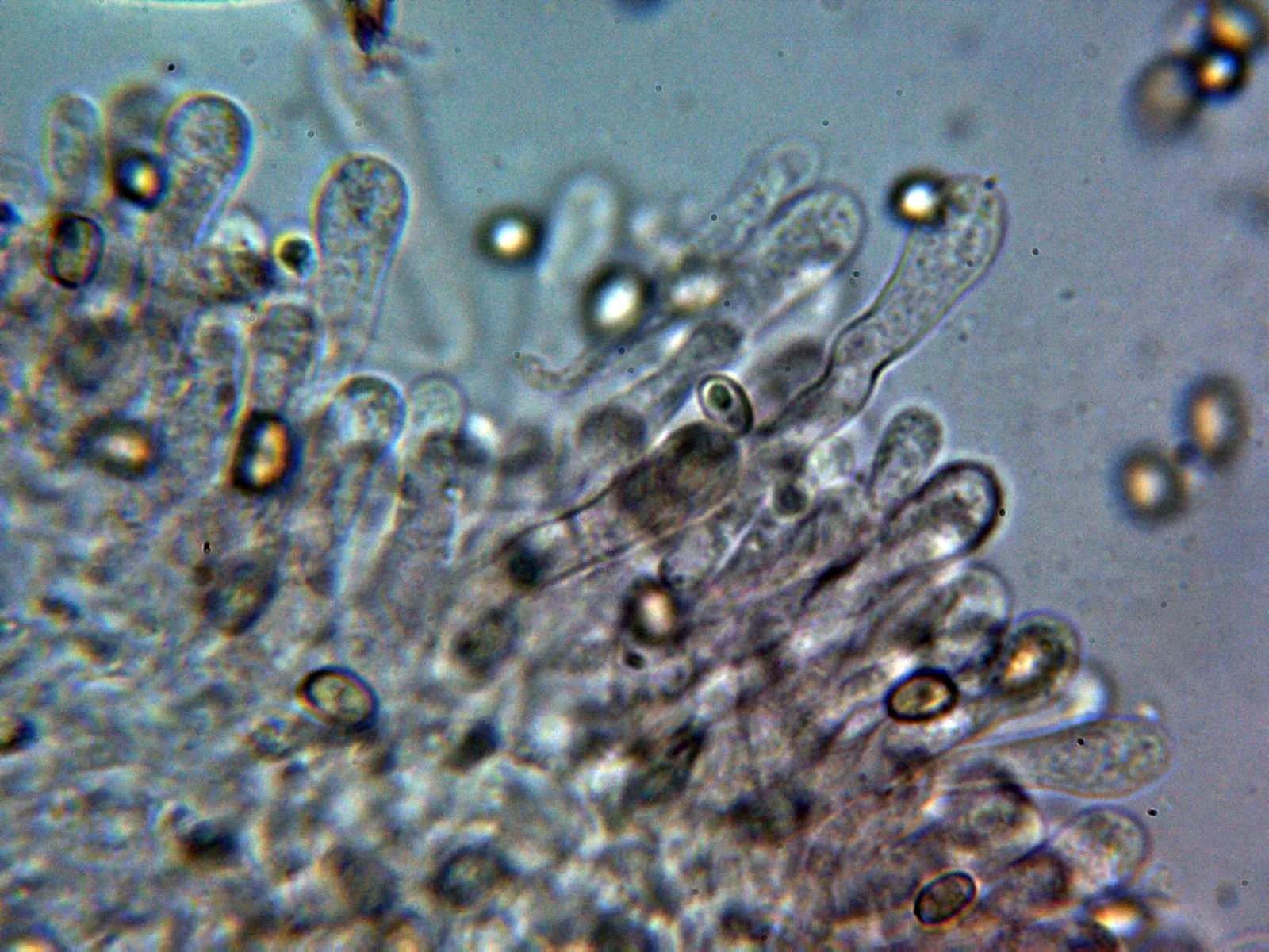 Microscopía de Pholiota jahnii - 10 - Queilocistidios 4